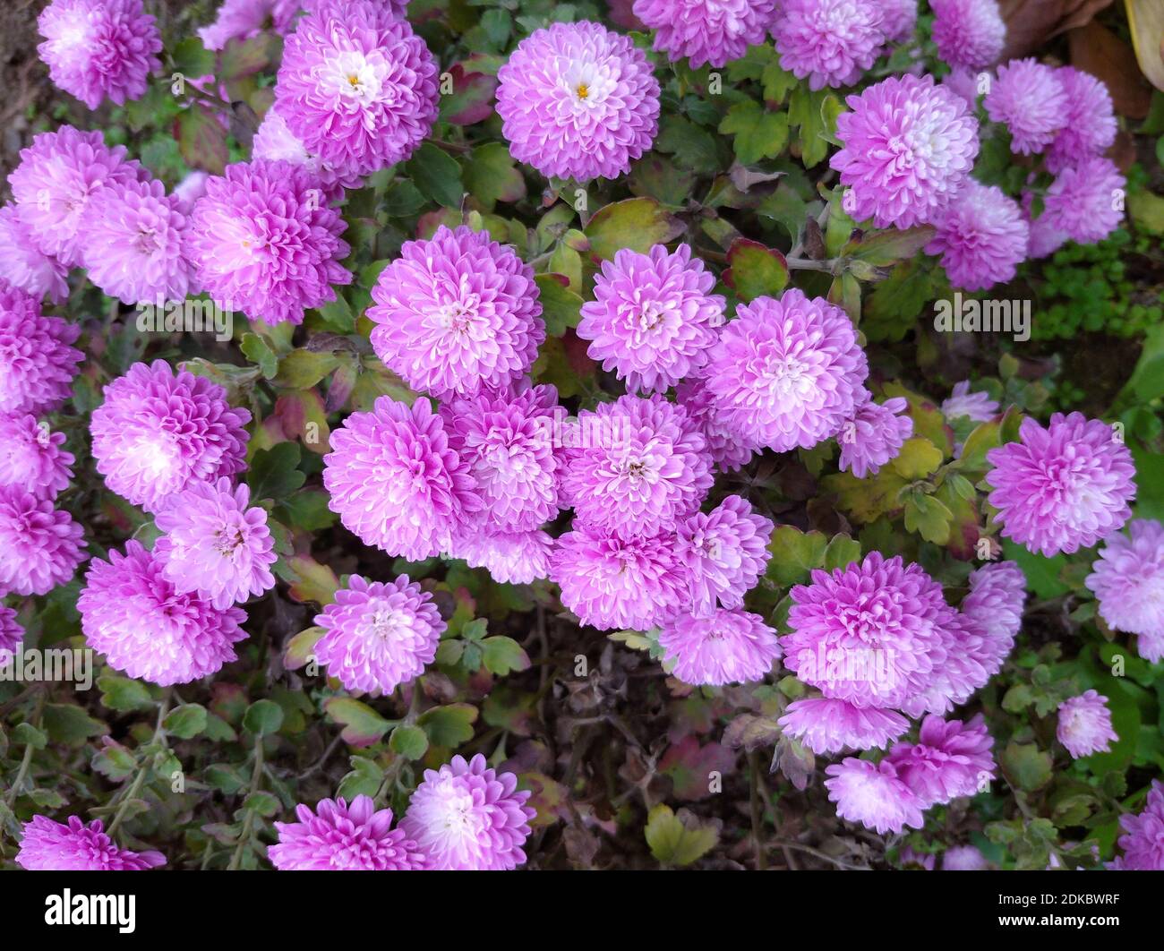 Small chrysanthemums mauve - a lot of flowers Stock Photo - Alamy