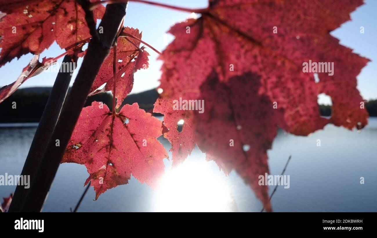 leaves, fall colors Stock Photo