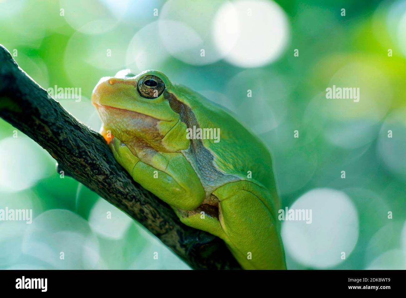 Tree frog, Hyla arborea sits on its sunny spot on the branch of a cherry laurel bush in the garden Stock Photo