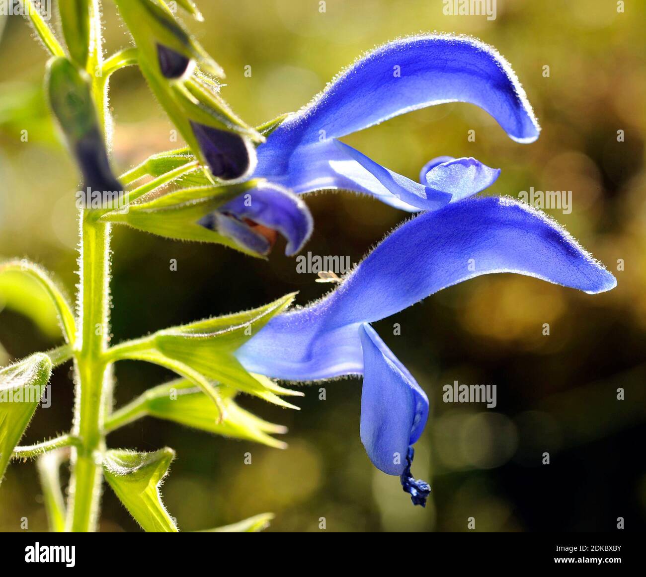 Mexican sage, Salvia patens, also azure sage, garden sage or gentian sage, native to central Mexico Stock Photo