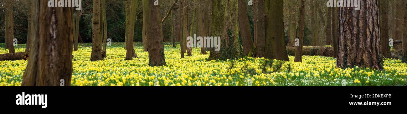 Narcissus and snowdrop flowers covering land in woods banner. Scenic evening springtime nature background. Wanderlust concept. Stock Photo