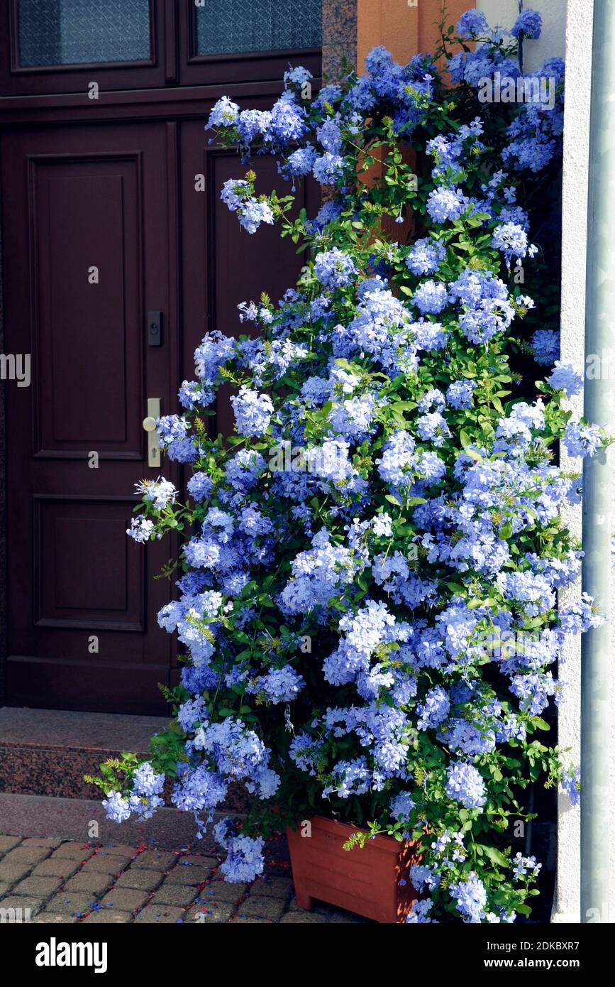 Pale blue blooming leadwort or plumbago as a potted plant at a house entrance Stock Photo