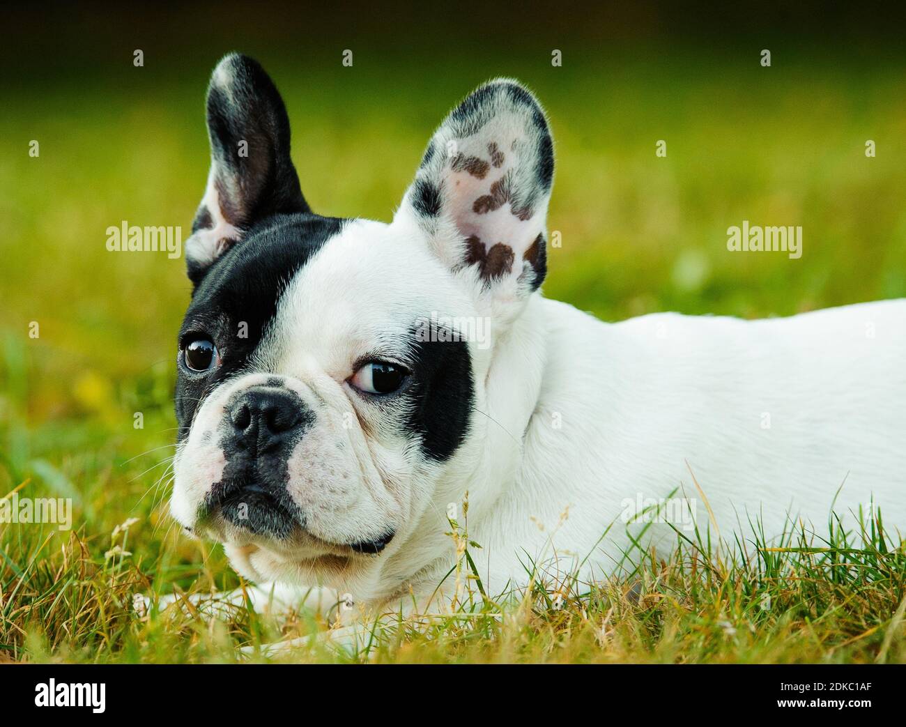 Close-up Portrait Of Dog Sitting On Grassy Field Stock Photo