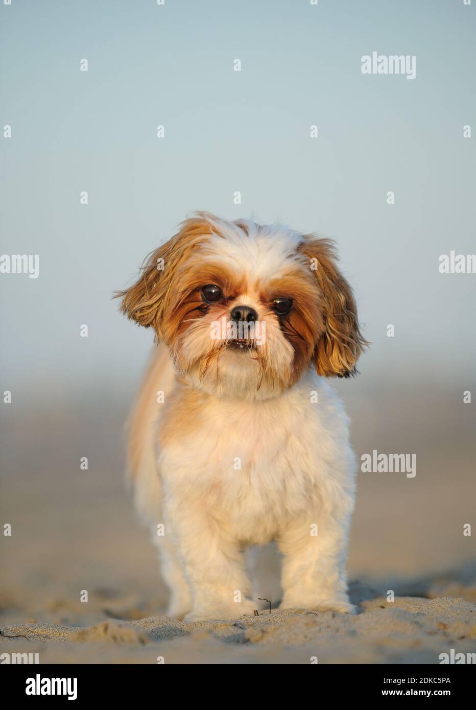 Portrait Of Puppy On Sand At Beach Against Sky Stock Photo