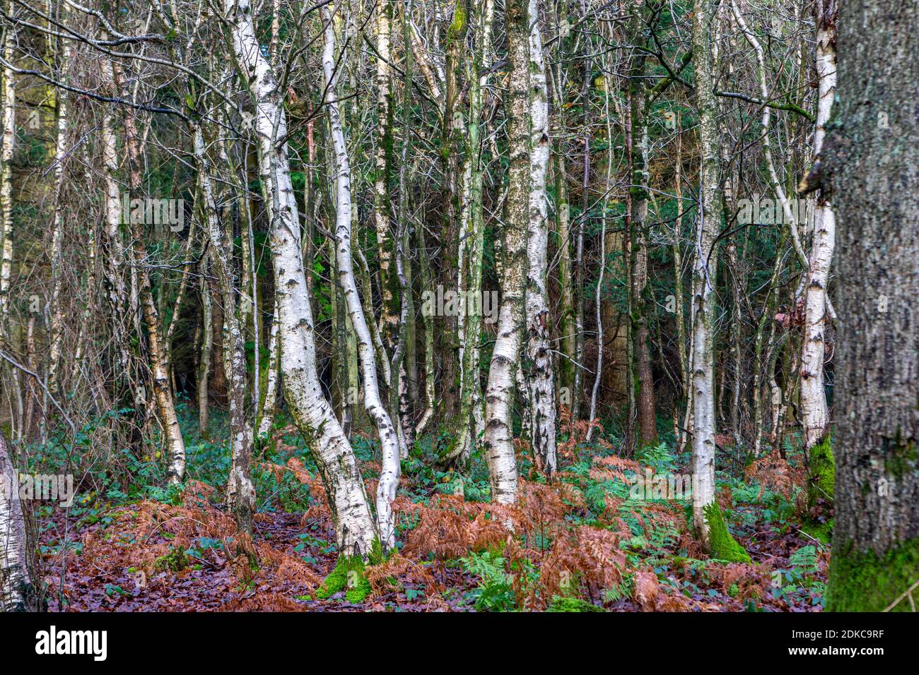 Autumnal woodland near Canterbury, Kent, UK. Stock Photo