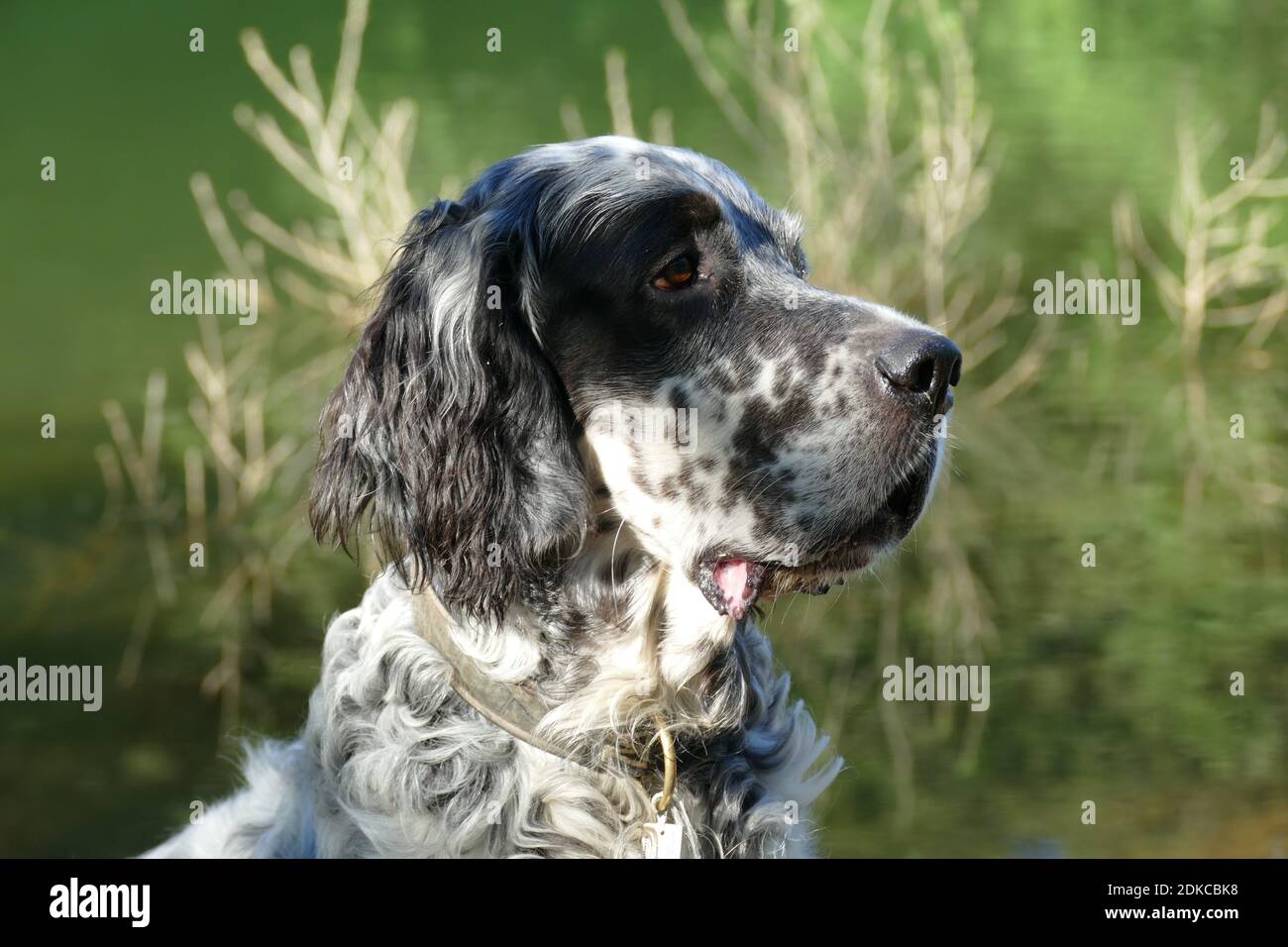 Russian Dog High Resolution Stock Photography and Images - Alamy