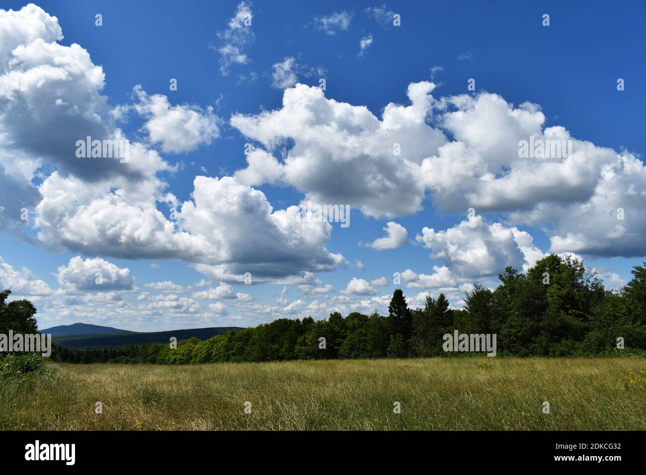 Bosque campo campo verano hi-res stock photography and images - Alamy