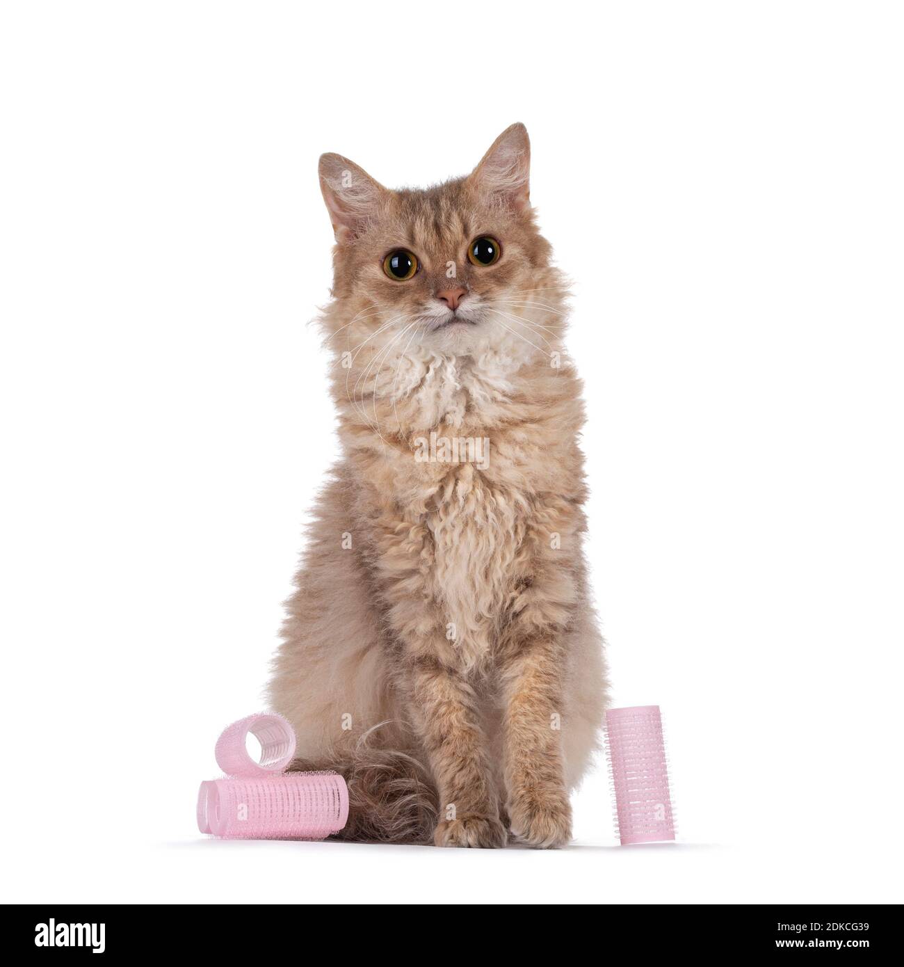 Sweet young adult cinnamon LaPerm cat, sitting facing front inbetween