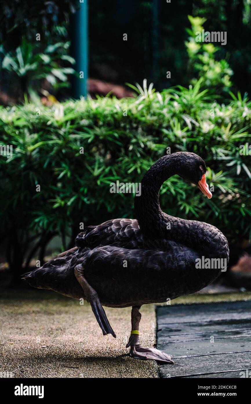 Close-up Of Black Stock - Alamy