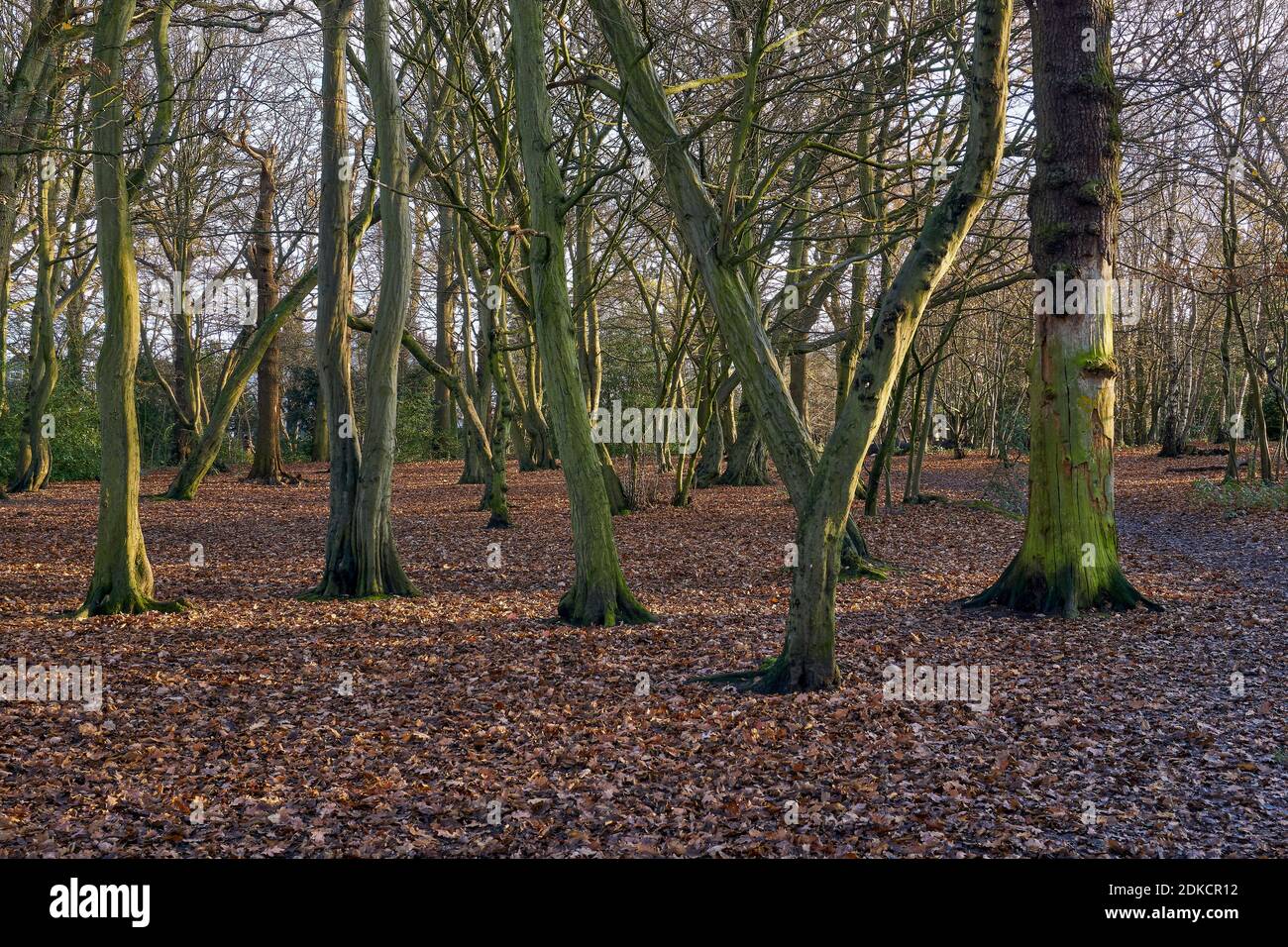 Cherry tree wood east finchley hires stock photography and images Alamy