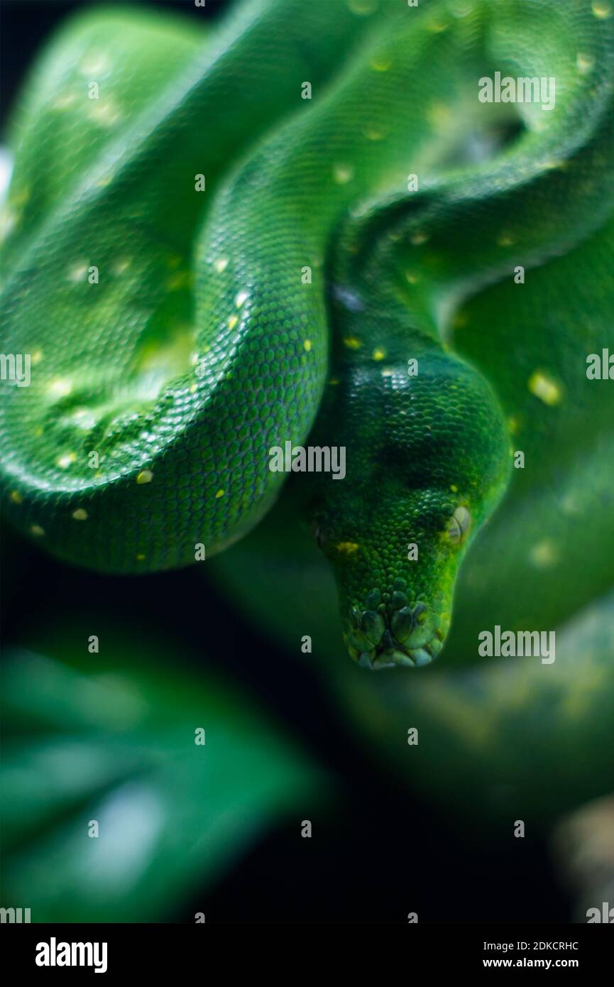Green tree python eating hi-res stock photography and images - Alamy