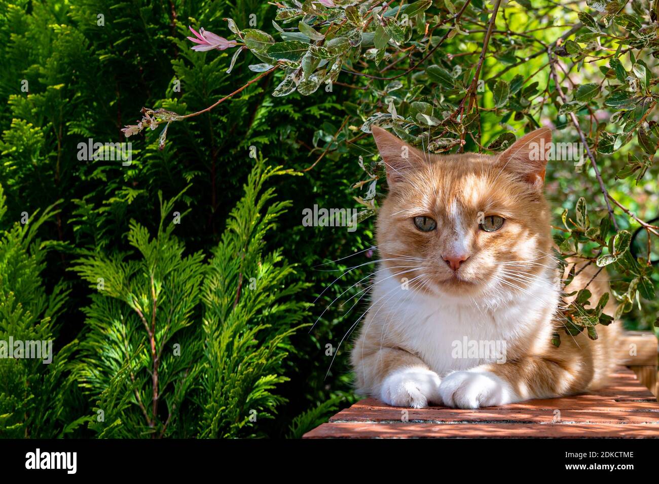 Dappled Cat High Resolution Stock Photography and Images - Alamy