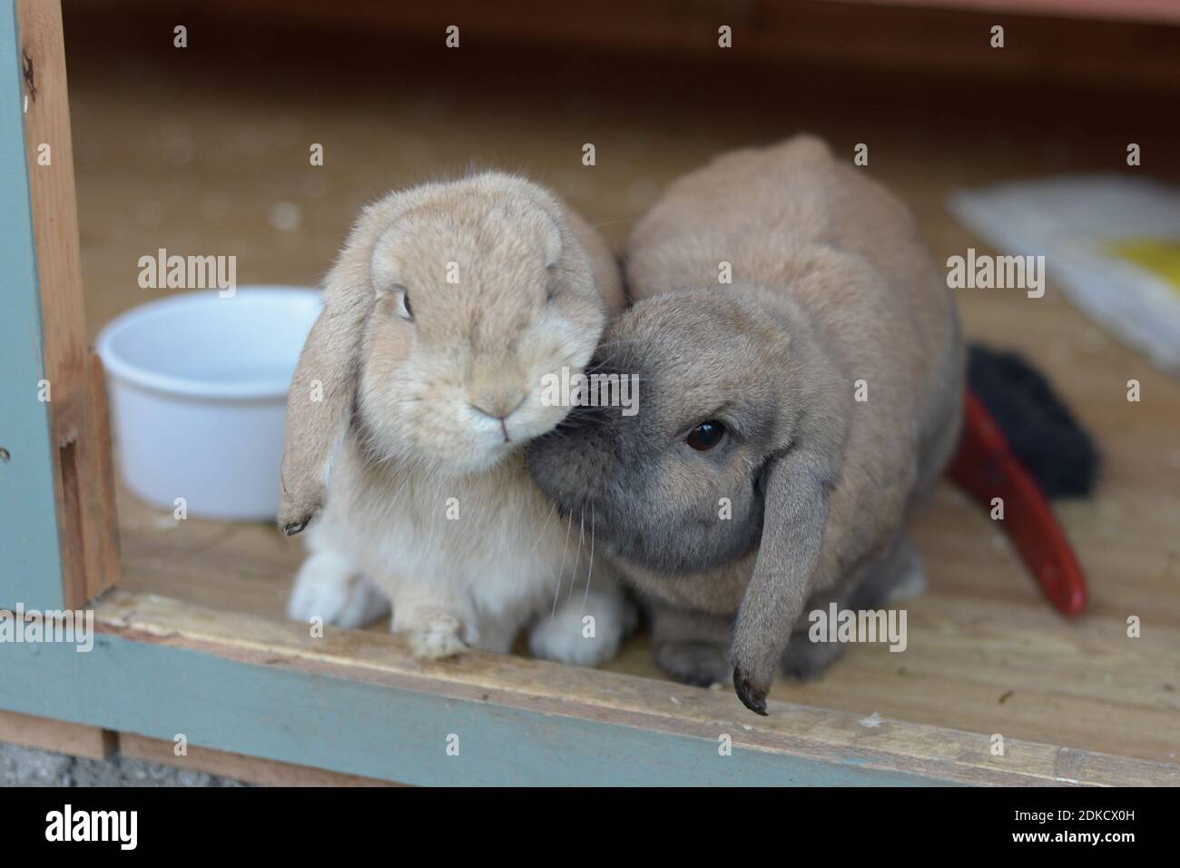 Netherlands Dwarf Lops Pet Rabbits Nudge Together As Companions Stock Photo