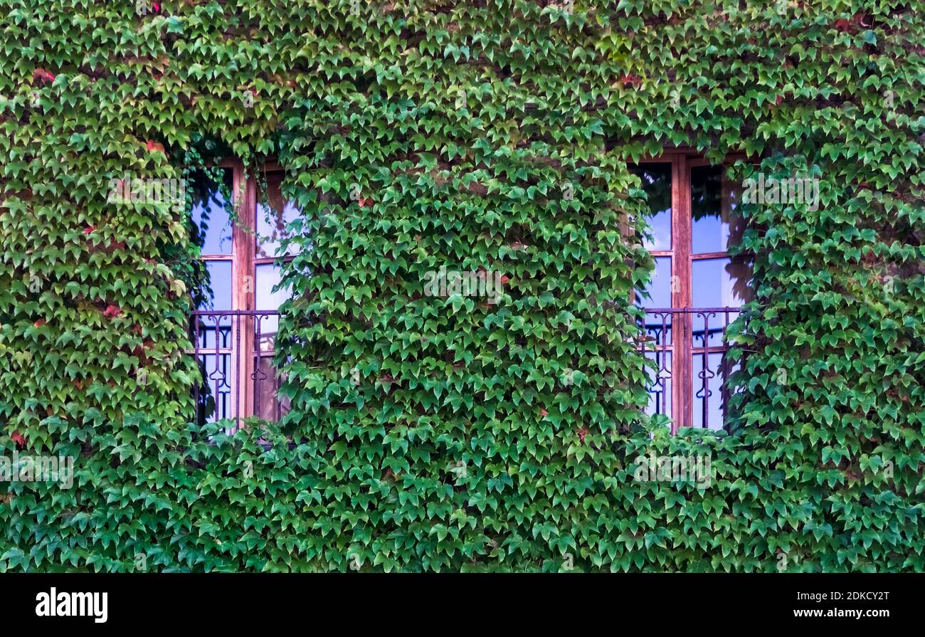 Window surrounded by ivy leaves in Lagrasse in summer. Medicinal Plant of the Year 2010. Plus beaux villages de France. Stock Photo