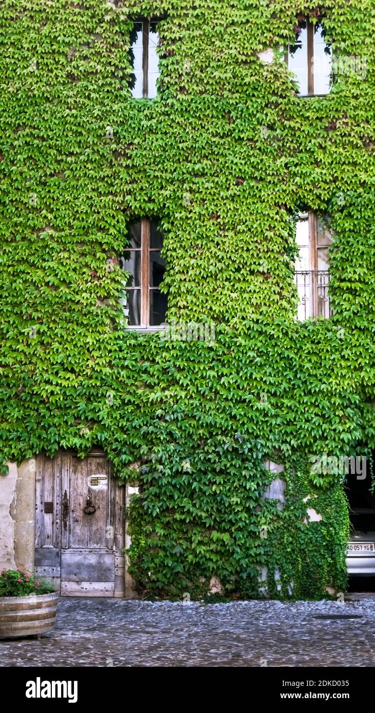 House facade covered with ivy leaves in Pézenas in summer. Medicinal Plant of the Year 2010. Plus beaux villages de France. Stock Photo
