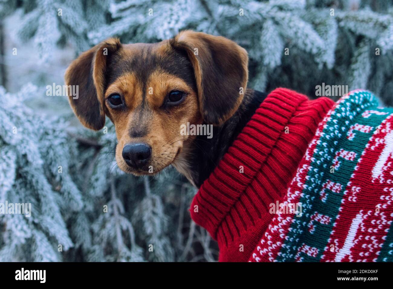 Portrait Of A Dog Stock Photo