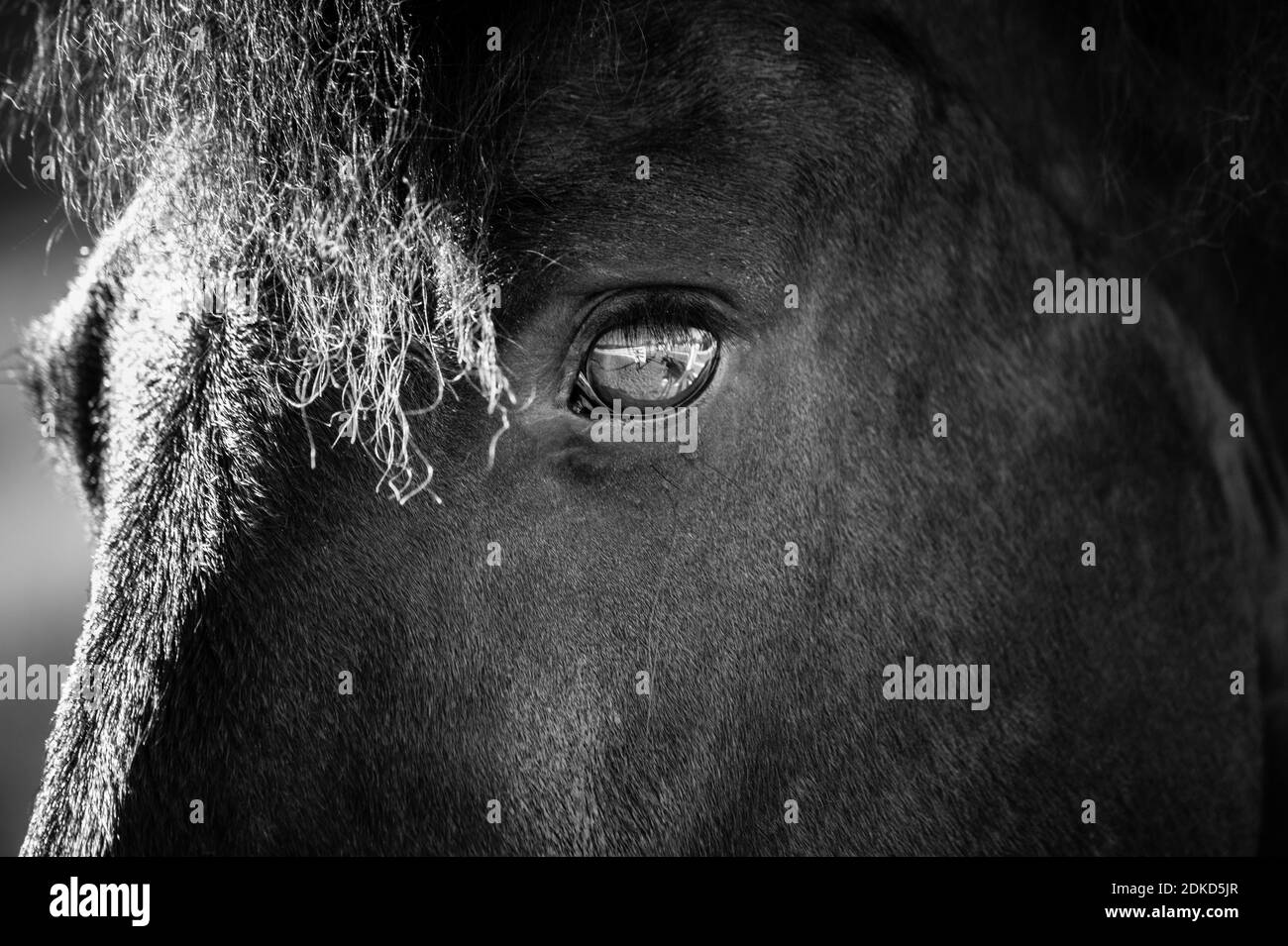 Close-up Of Horse Stock Photo