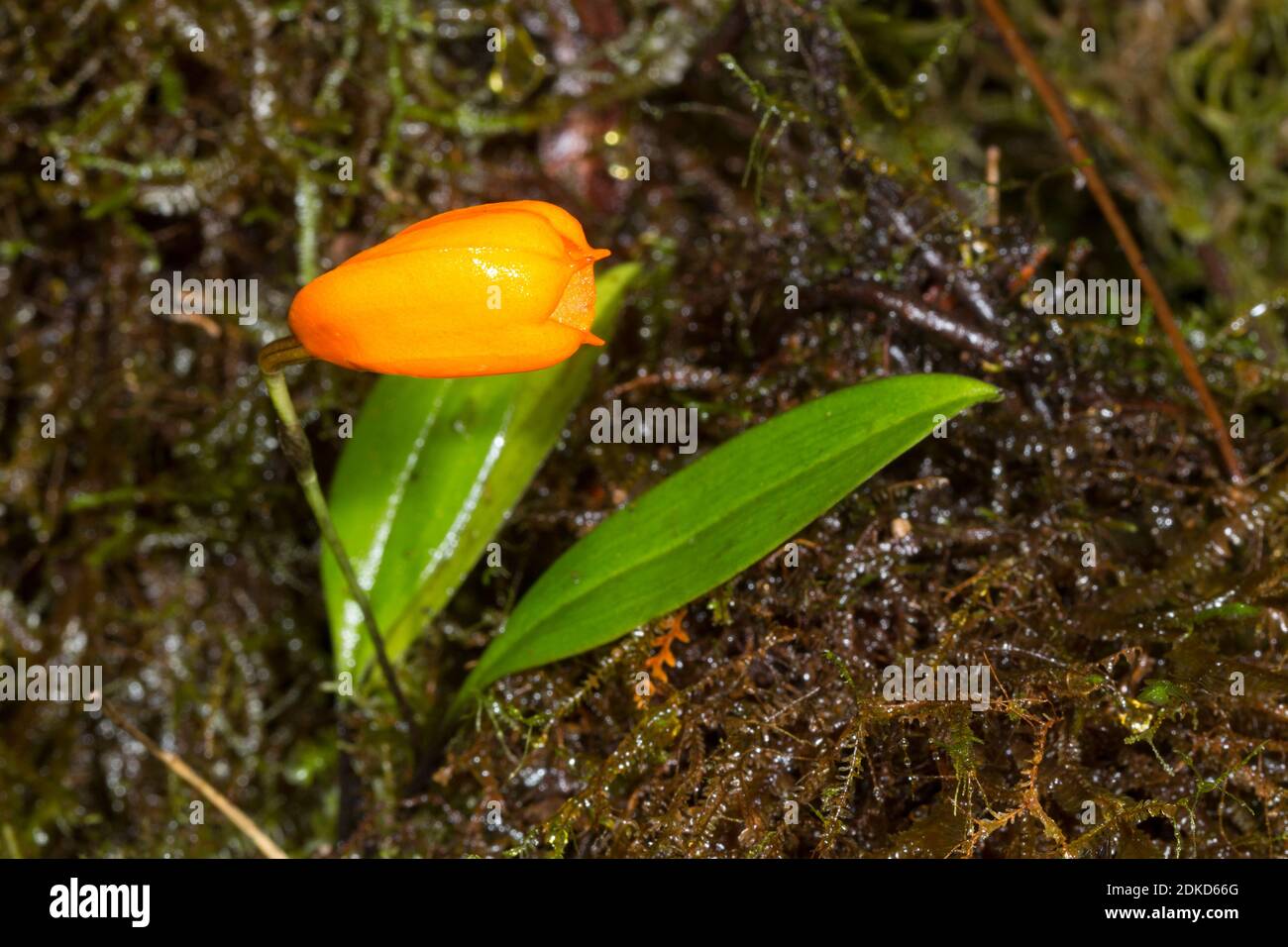 An unusual and unidentified epiphytic plant flowering in mossy montane rainforest above Rio Nangaritza Valley in the Cordillera del Condor, Ecuador Stock Photo