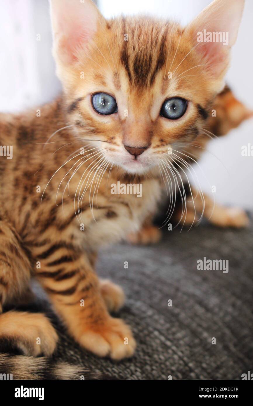 Ginger Bengal Cat High Resolution Stock Photography and Images Alamy