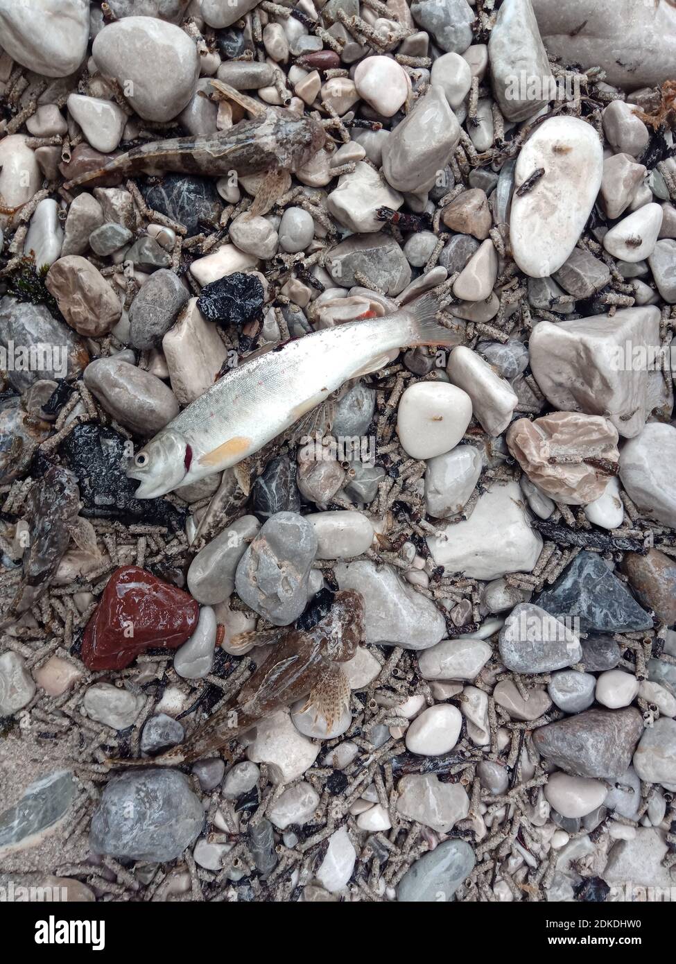 After the Krün hydropower plant was flushed, the Isar fell completely dry in some places. Small and large trout, cops and many other small animals that are important for the biological balance have died. Stock Photo