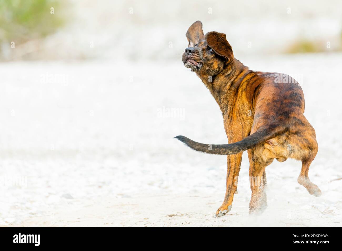 A Hanoverian welding dog with the name "Rüpel" in action, a recognized