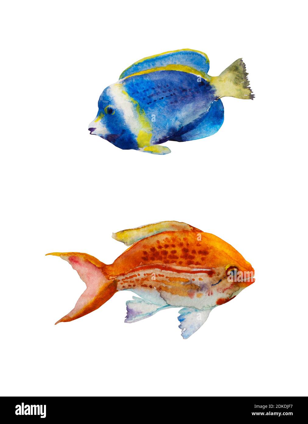 Set of watercolor tropic fish blue and orange isolated on white background. Powder blue tang surgeon fish and redstripe basselet as hand painted Stock Photo