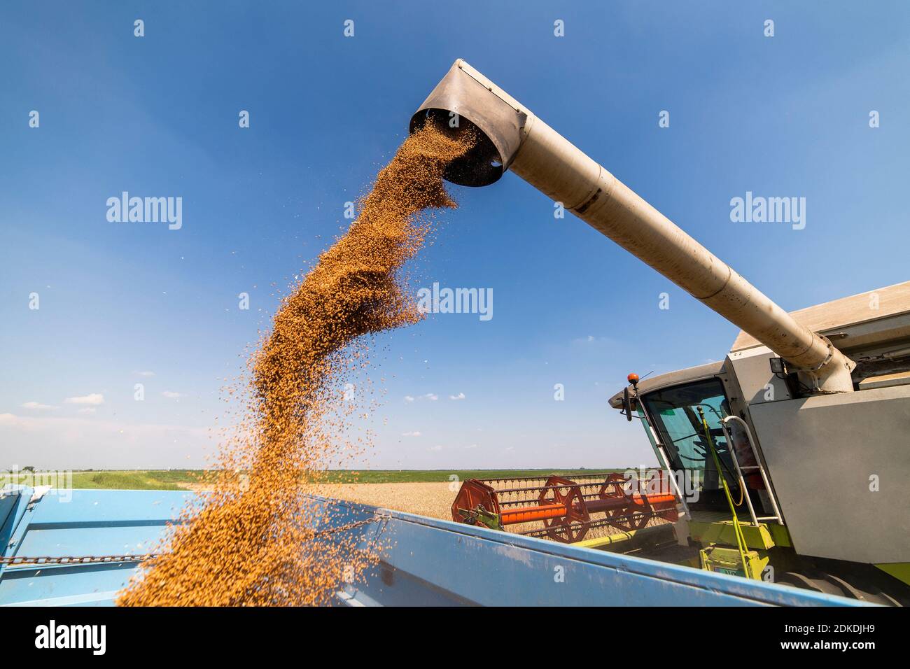 Grain auger of combine pouring wheat into tractor trailer Stock Photo