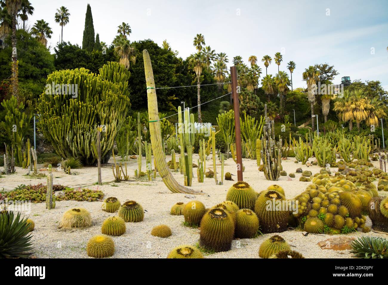 cactus spray Saguaro Cactus Mini Purse Spray main image 0