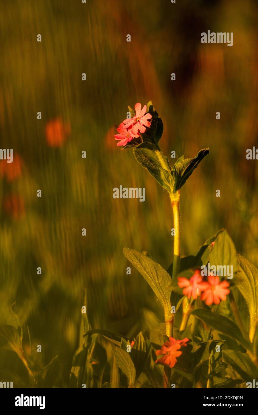 Toadflax Stock Photo