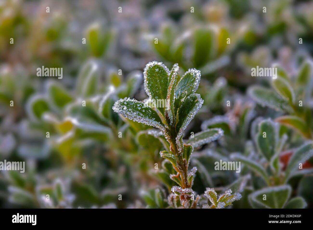 Frost crystals on a Privet stalk ( Ligustrum ovalifolium ) close up with differential focus Stock Photo