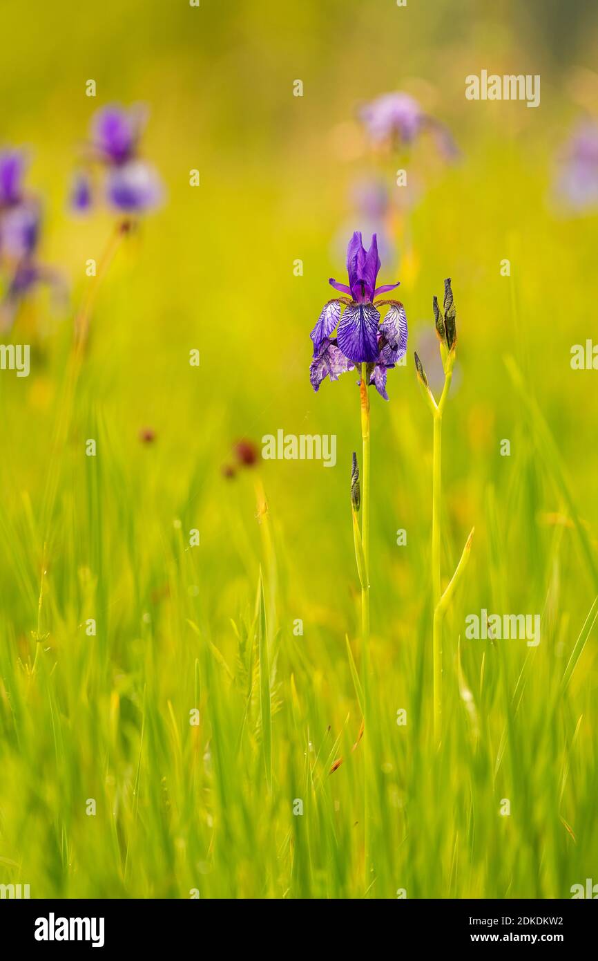 Close up of a wild bearded iris, the flower is in a light green meadow Stock Photo