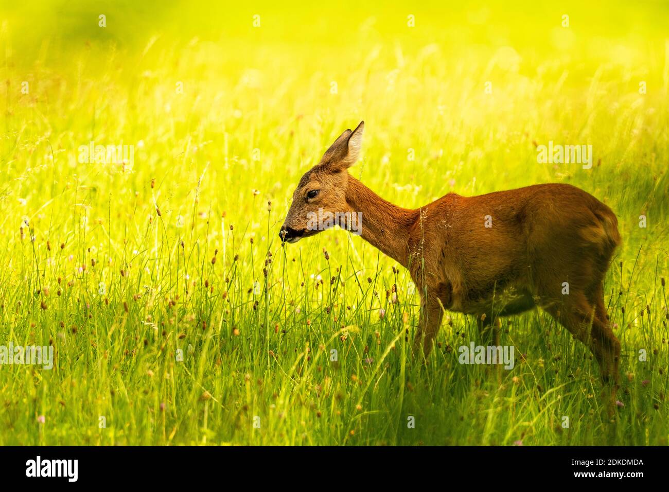 A doe, female deer, stands in the tall grass on a summer flower meadow ...