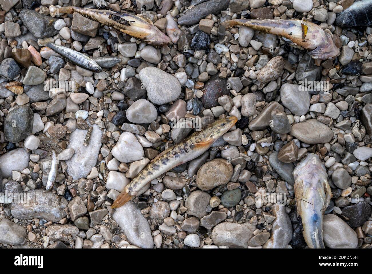 After the Krün hydropower plant was flushed, the Isar fell completely