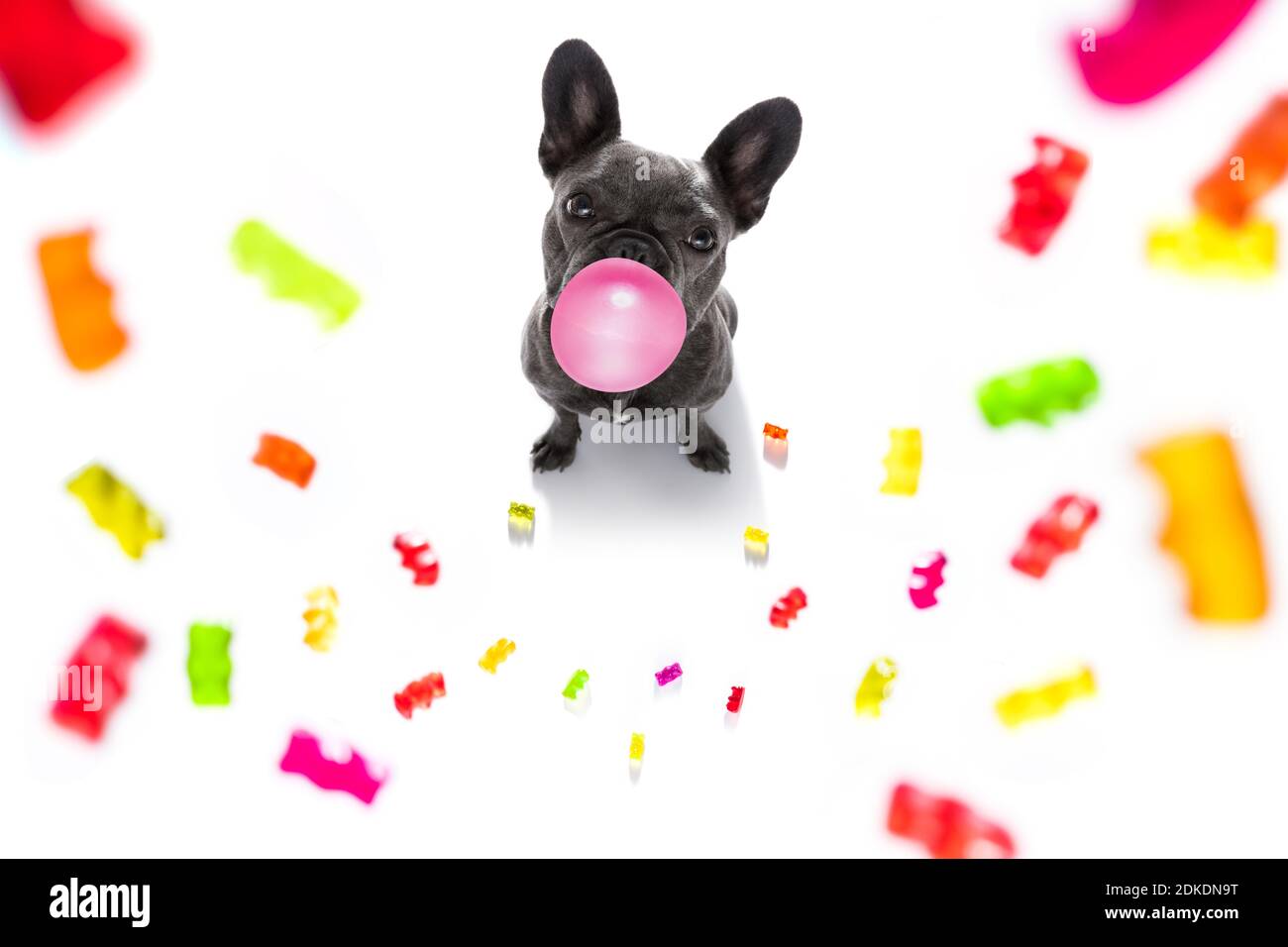 french bulldog eating sweet candies and chewing bubble gum, isolated on