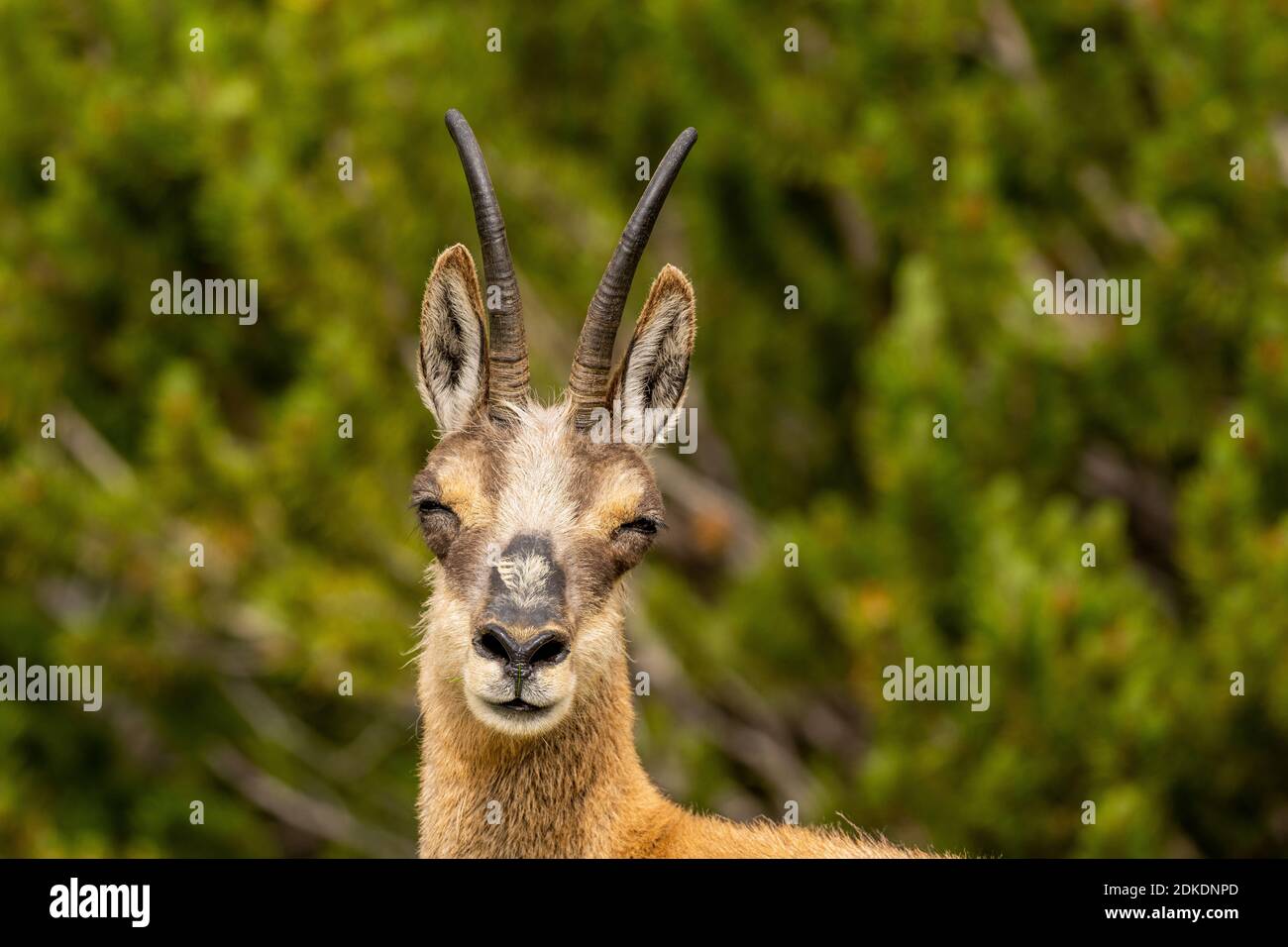 A grinning chamois in the Karwendel Mountains, eyes slightly closed. Stock Photo