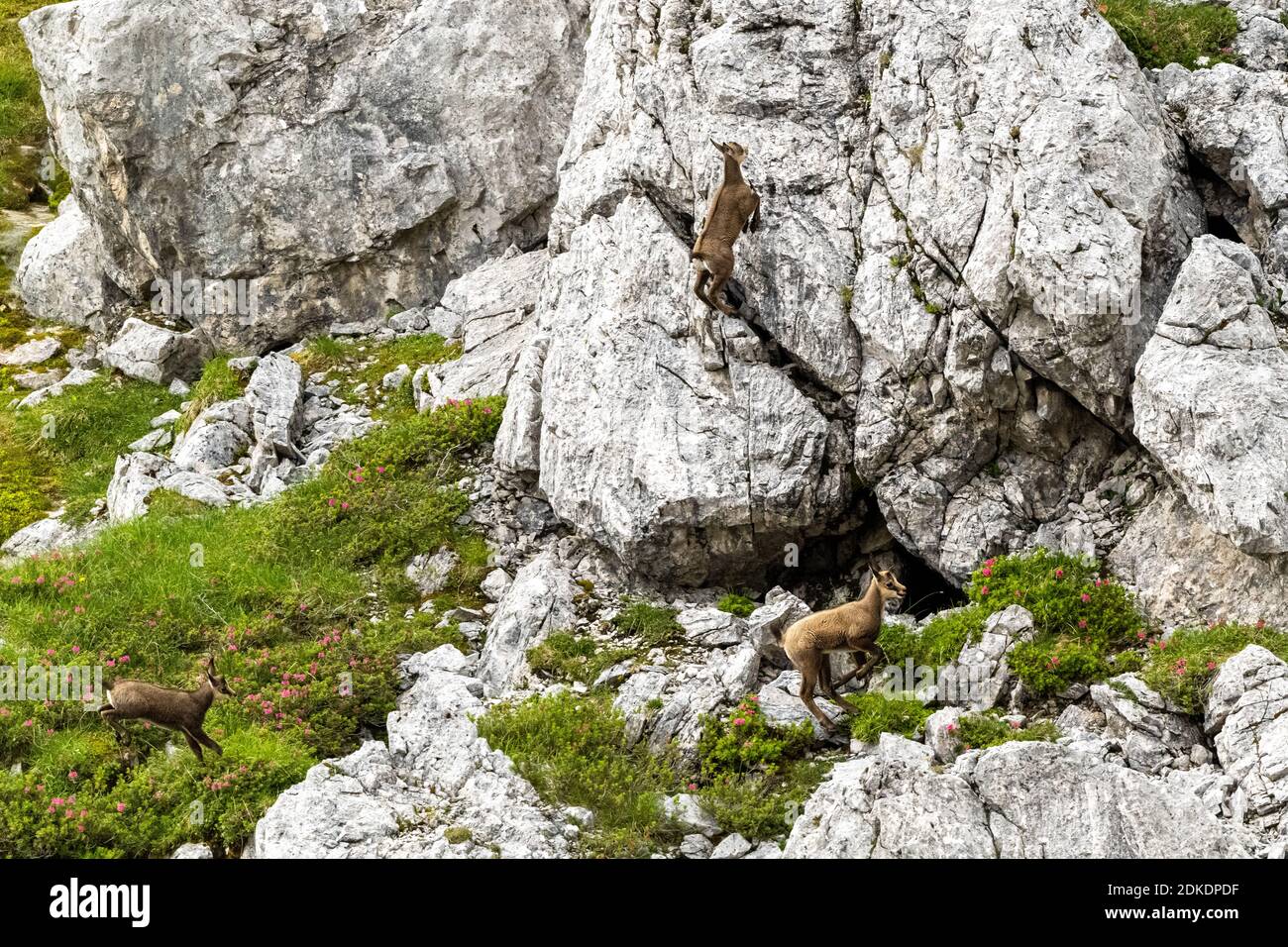 Young chamois play in high spirits on a boulder Stock Photo