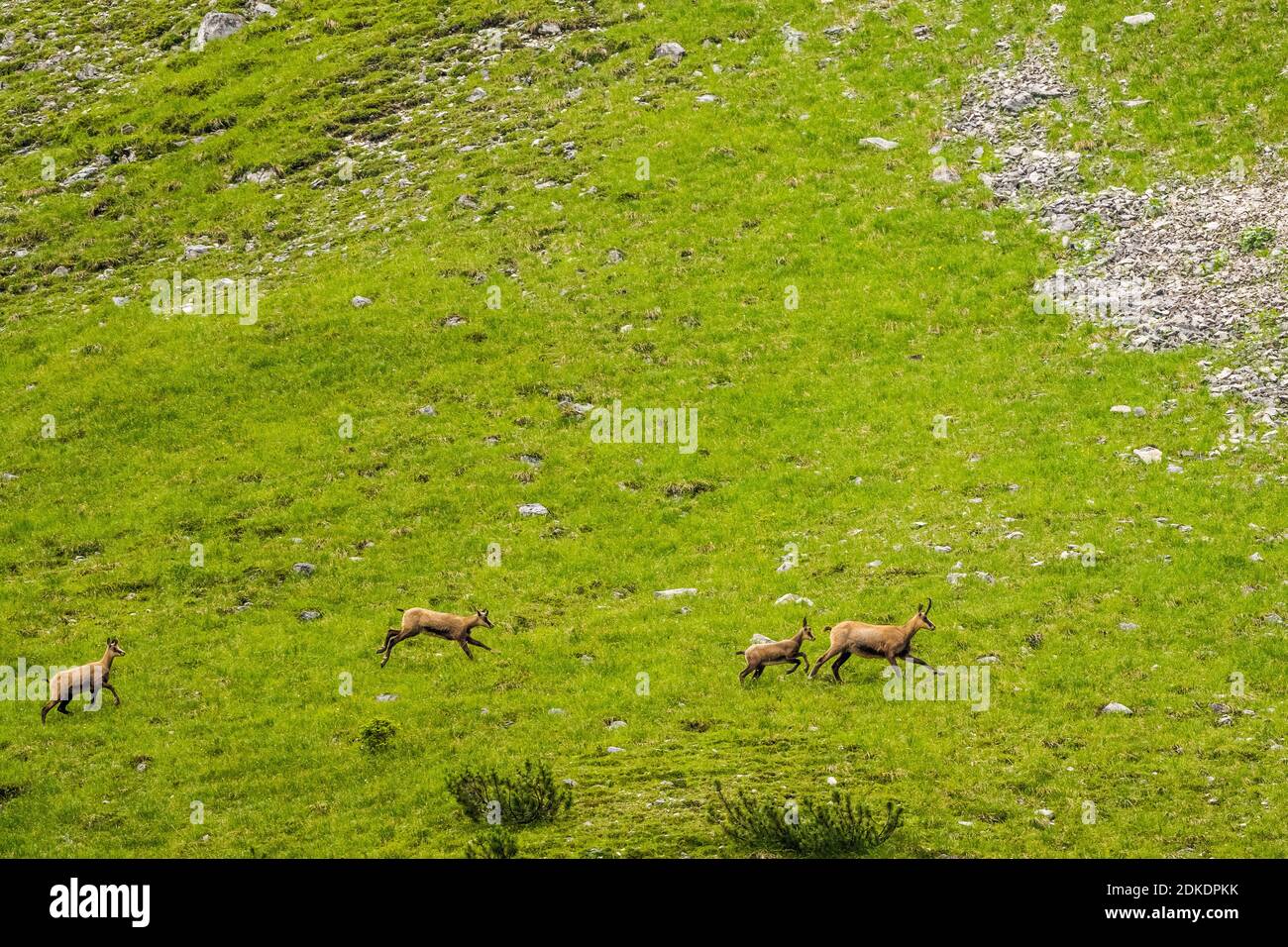 A group of chamois with young animals runs along a mountain slope Stock Photo