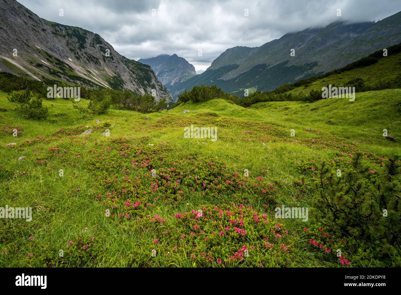 Blossom of the rust-red alpine rose, also called the rust-red alpine rose, in the hose cirque above the Karwendelhaus on a shining mountain meadow. in the background the eastern Karwendelspitze, shrouded in clouds, and the Bäralpl. Stock Photo