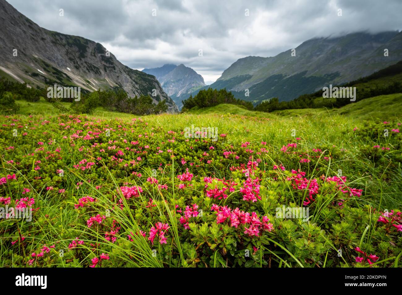 Blossom of the rust-red alpine rose, also called the rust-red alpine rose, in the hose cirque above the Karwendelhaus on a shining mountain meadow. in the background the eastern Karwendelspitze, shrouded in clouds, and the Bäralpl. Stock Photo