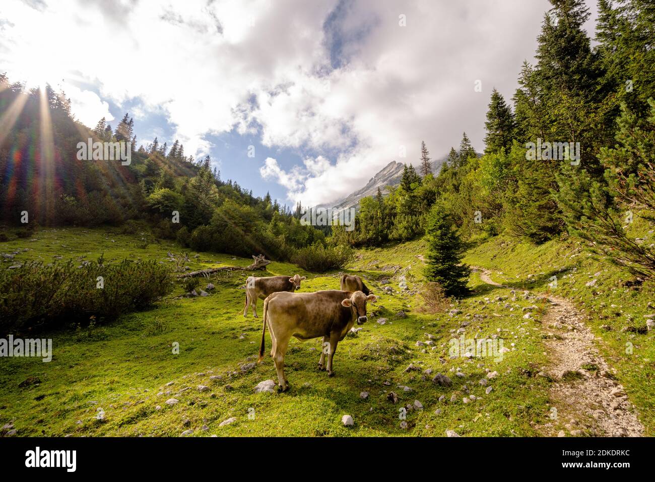 Cows stand next to the hiking trail in Johannistal, in the Karwendel, Tyrol / Austria Stock Photo