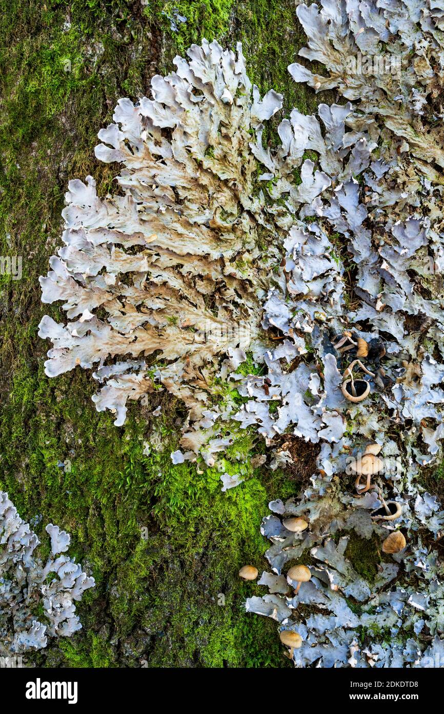 Mushrooms, lichens and lichen on a mossy trunk of an old maple tree in the Karwendel. Stock Photo