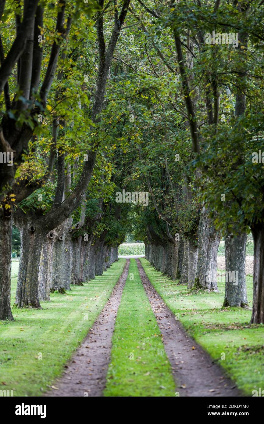 A path with majestic maple trees Stock Photo