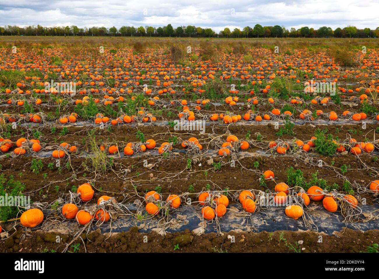 Koeln, North Rhine-Westphalia, Germany - Pumpkin field, Hokkaido pumpkins grow on plastic wrap in a field. Stock Photo
