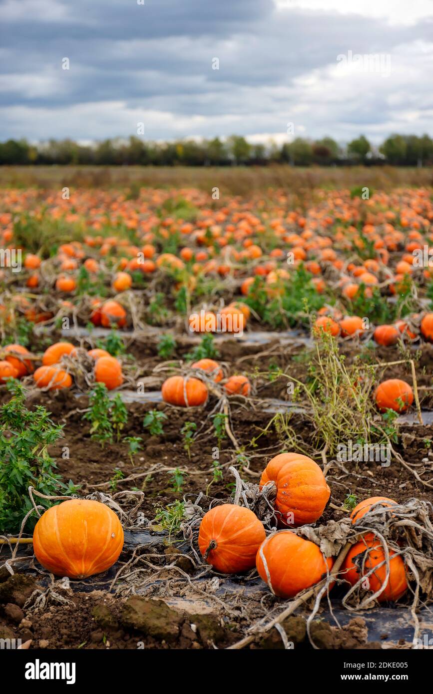 Koeln, North Rhine-Westphalia, Germany - Pumpkin field, Hokkaido pumpkins growing in a field. Stock Photo