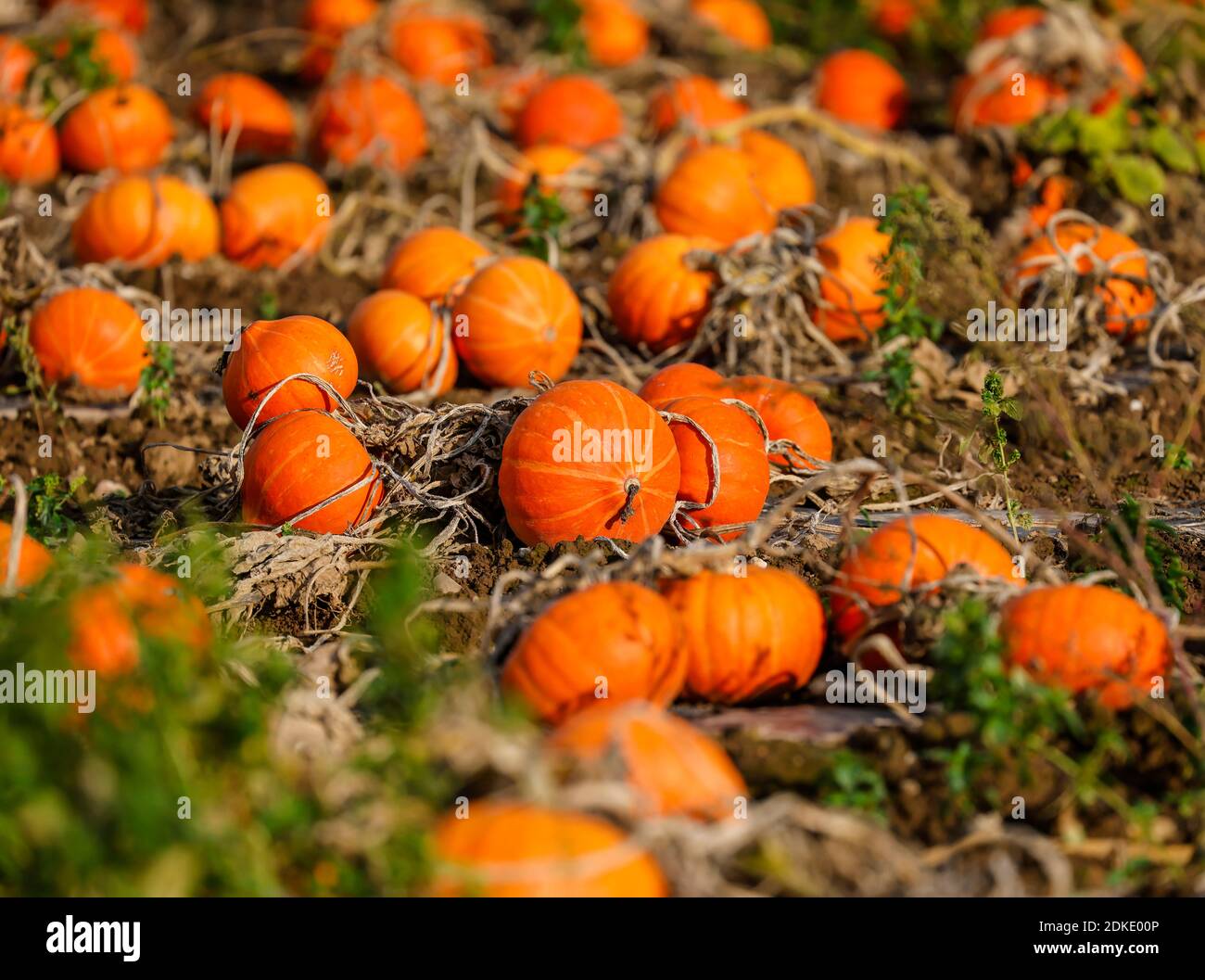 Koeln, North Rhine-Westphalia, Germany - Pumpkin field, Hokkaido pumpkins growing in a field. Stock Photo