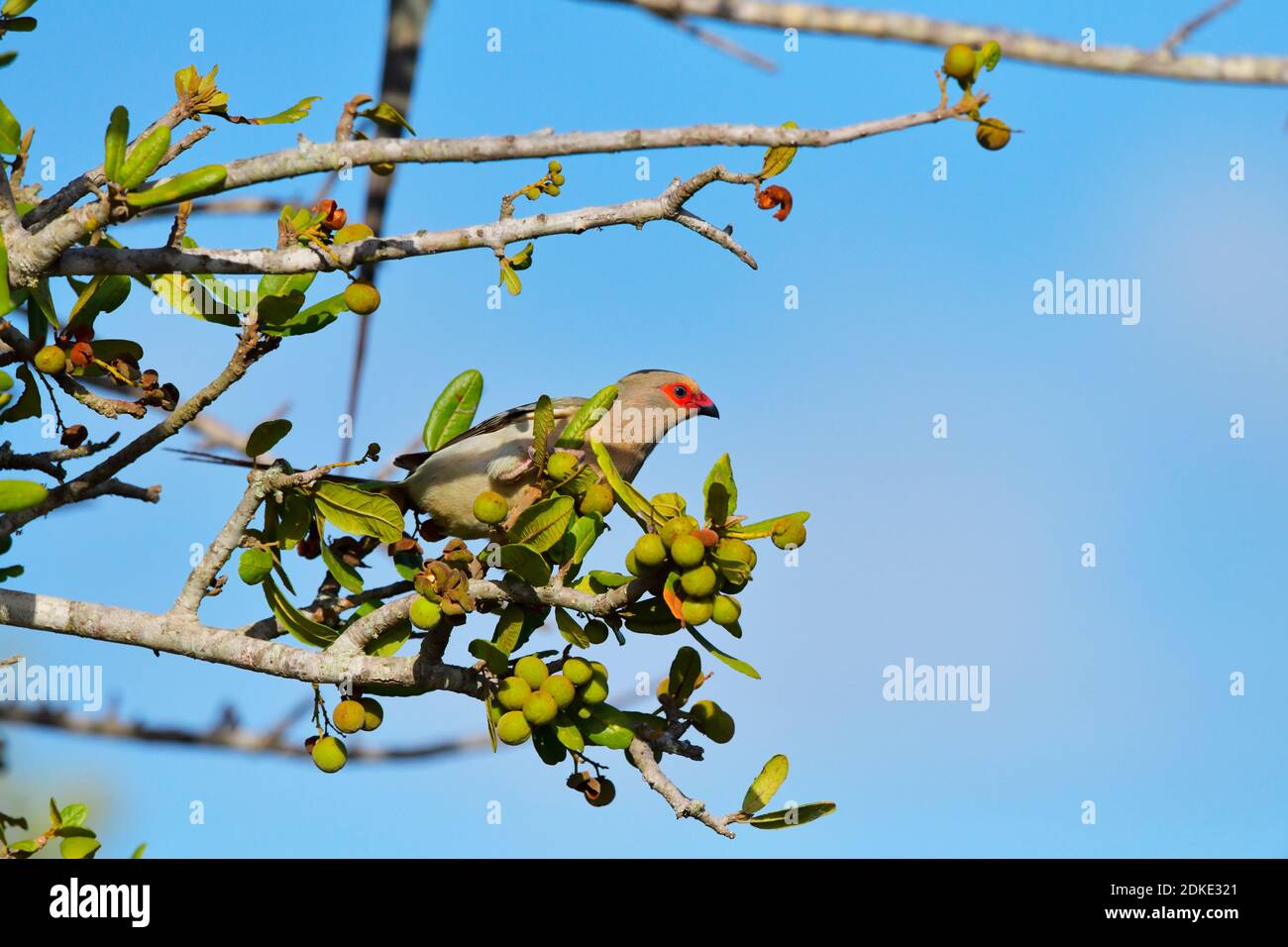 Red-faced Mousebird [Urocolius indicus] feeding in tree with wild fruit. Stock Photo