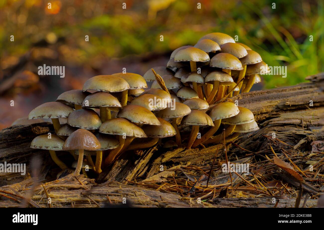 Non edible mushroom hires stock photography and images Alamy