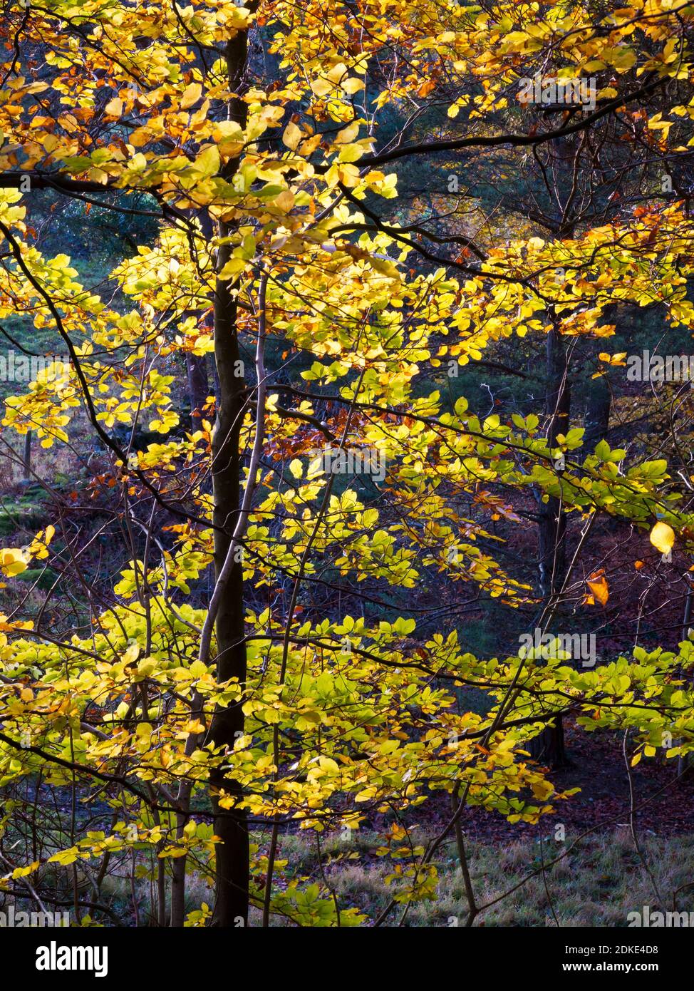 Beech leaves sunshine hi-res stock photography and images - Alamy