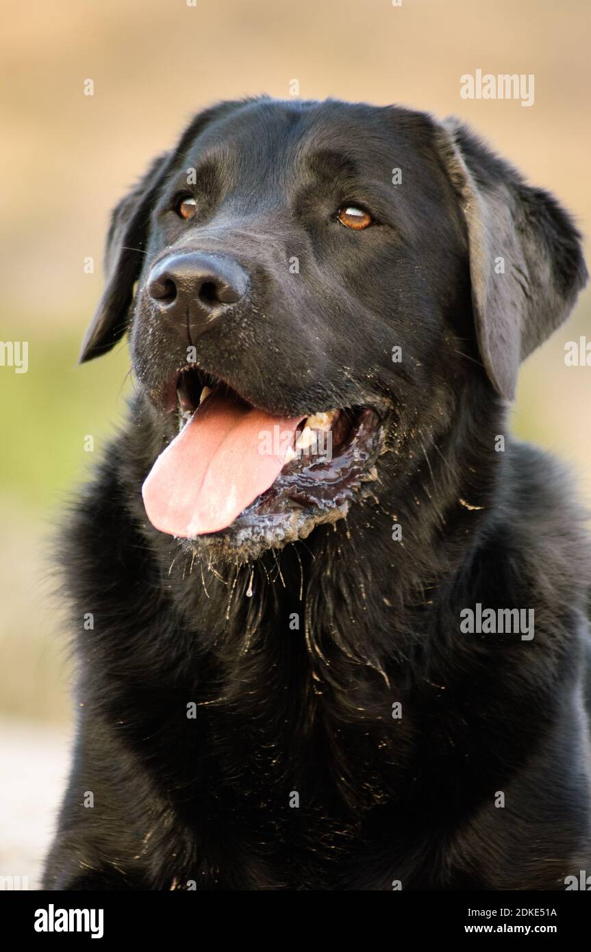 Close-up Portrait Of Dog Panting On Field Stock Photo