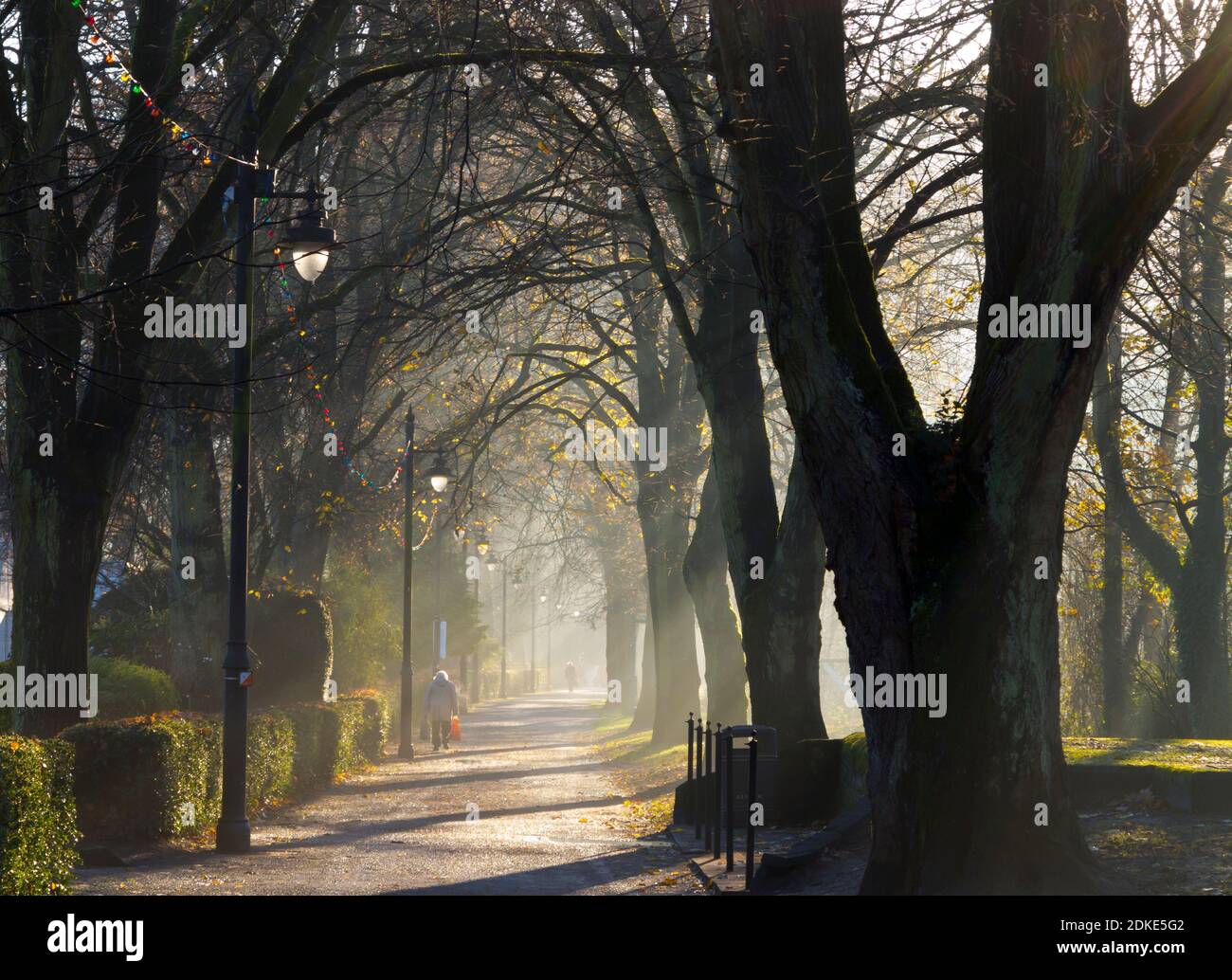 Misty autumn morning with sunshine and trees at Hall Leys Park in Matlock Derbyshire Dales England UK Stock Photo